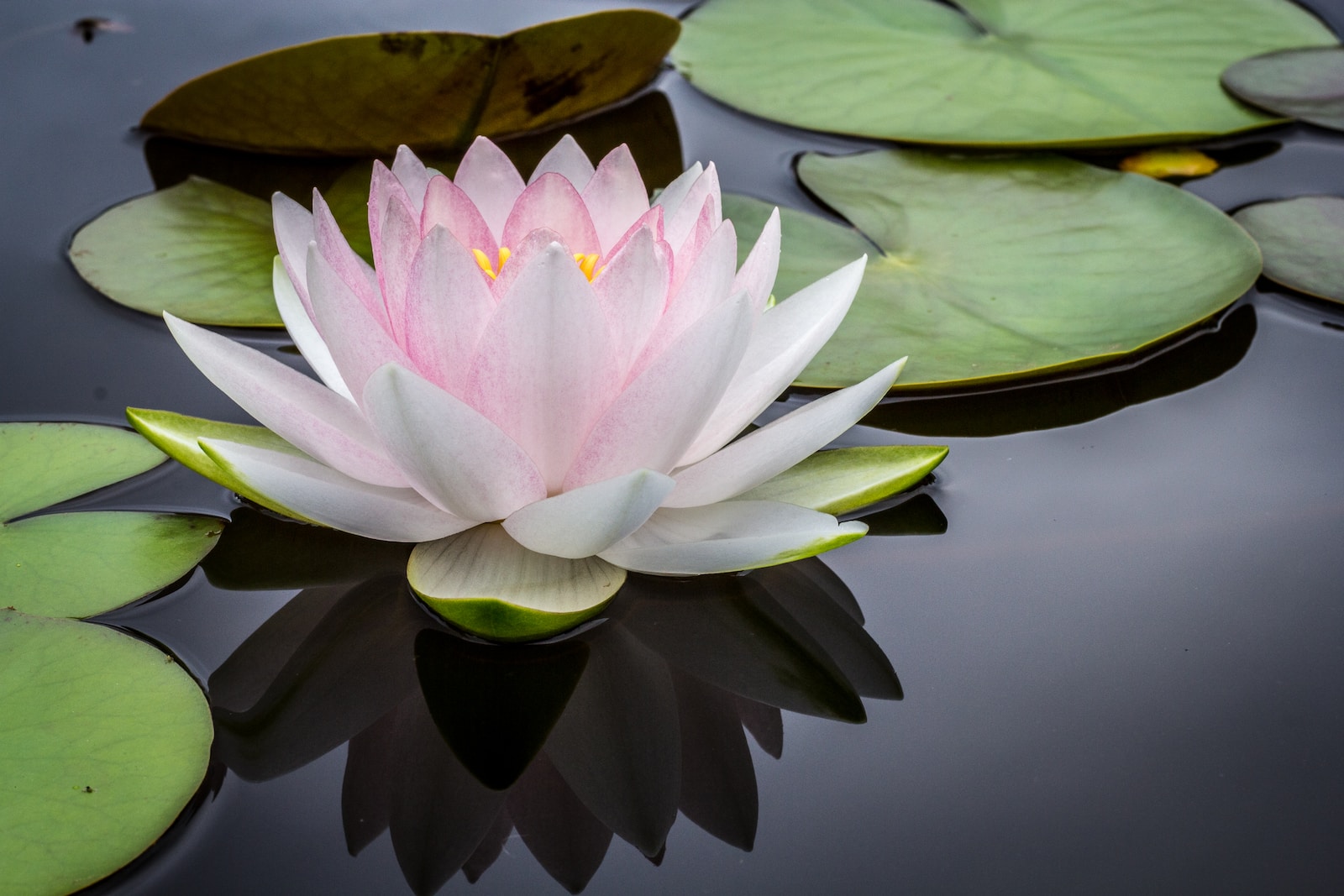 Photo by Jay Castor rule of thirds photography of pink and white lotus flower floating on body of water