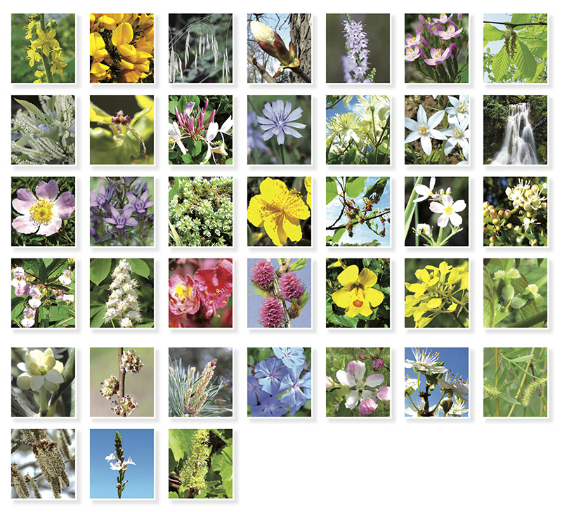 38-fleurs-de-bach